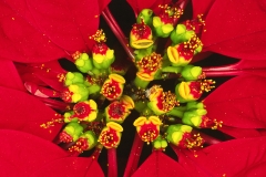 Foto007_Euphorbia-pulcherrima